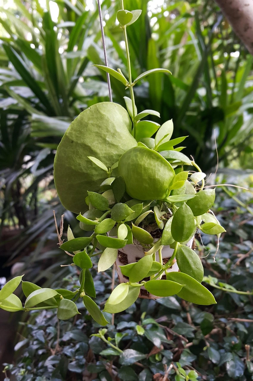 Holdridge Home & Garden