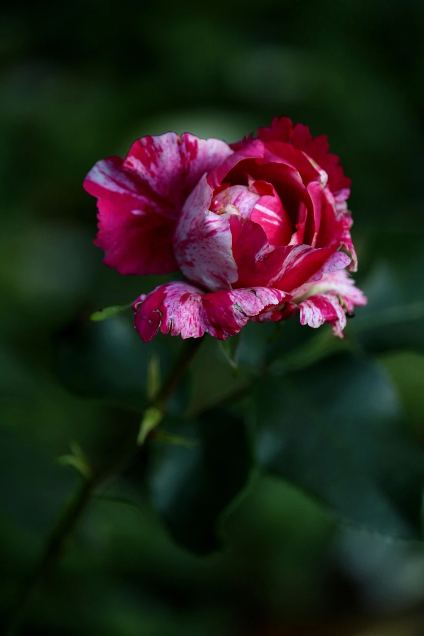 Holdridge Home & Garden