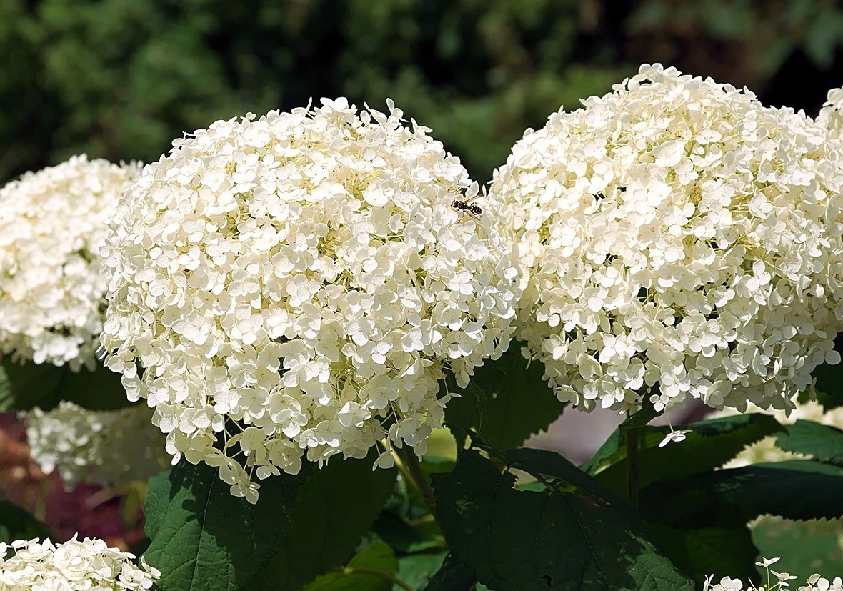 Hydrangea shrub with large, rounded clusters of pink, blue, or white flowers and lush green leaves, a popular garden plant available at Holdridge Gardens.