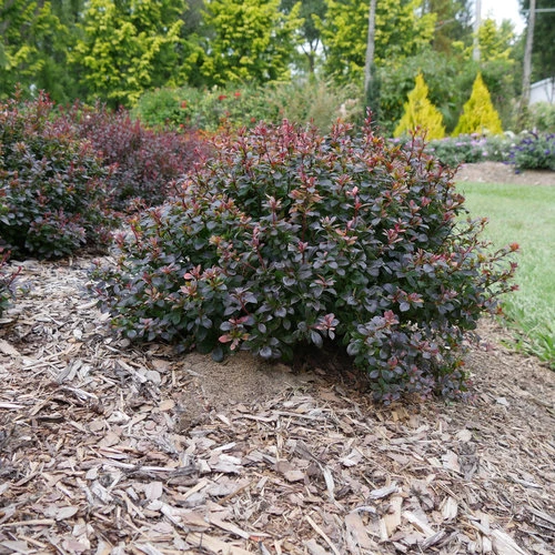 Holdridge Home & Garden