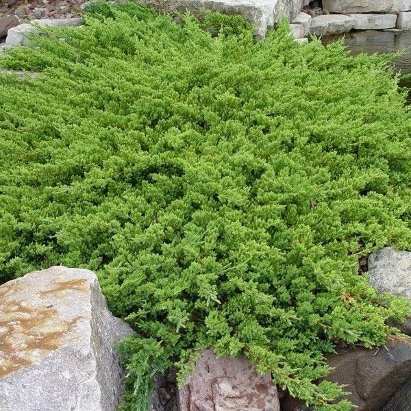 Holdridge Home & Garden