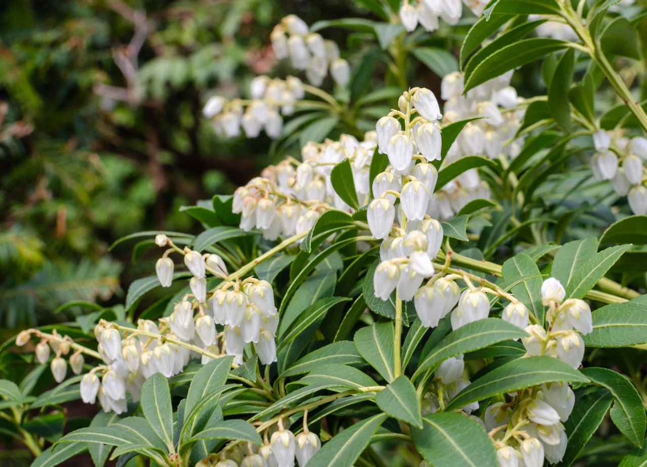 Holdridge Home & Garden