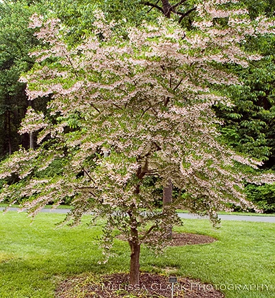 Holdridge Home & Garden