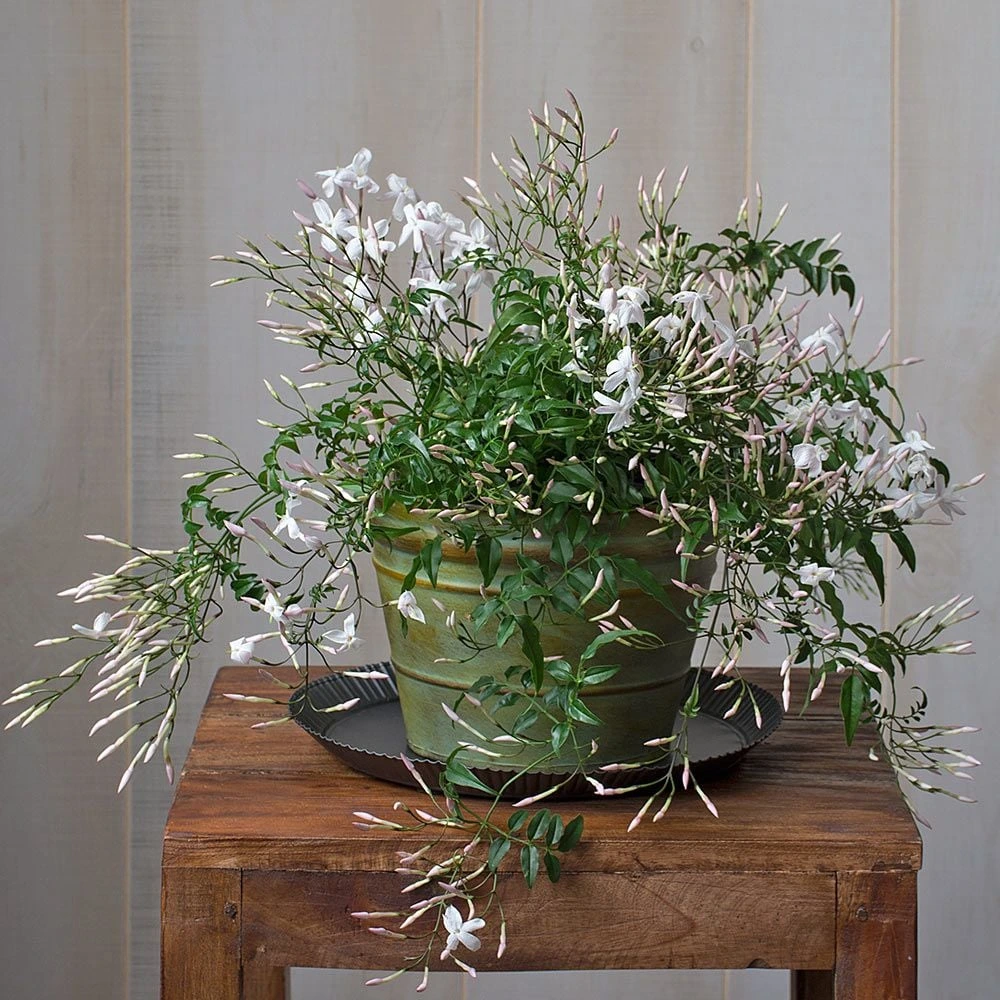 Holdridge Home & Garden