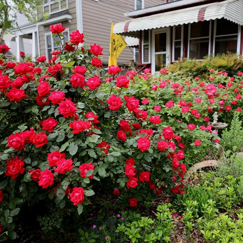 Holdridge Home & Garden