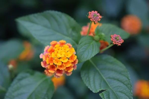 Holdridge Home & Garden