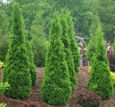 Holdridge Home & Garden