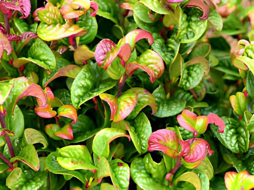Holdridge Home & Garden