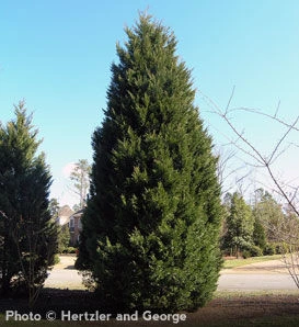 Holdridge Home & Garden