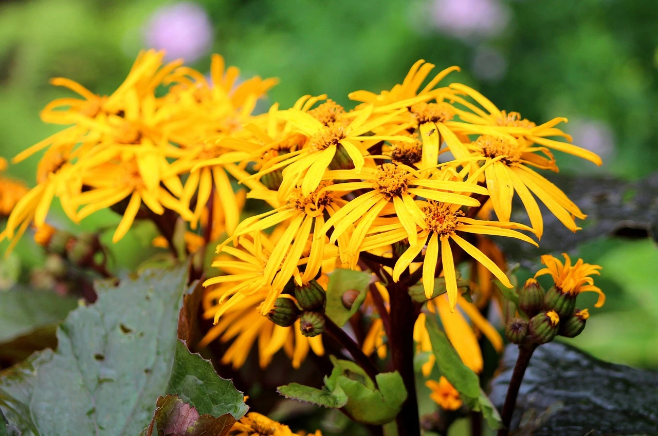 Holdridge Home & Garden