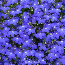 Holdridge Home & Garden