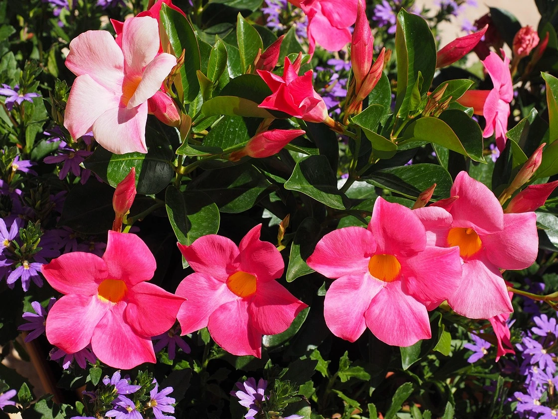 Holdridge Home & Garden