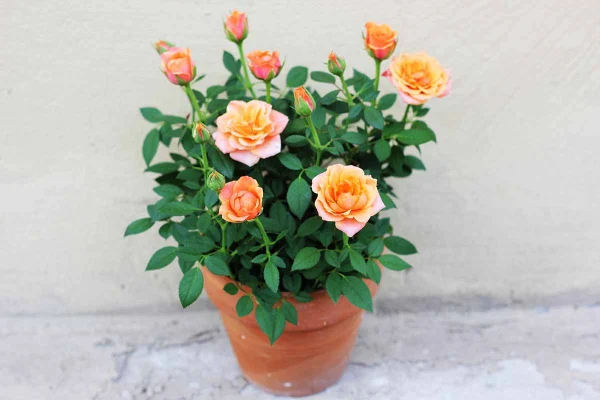 Holdridge Home & Garden