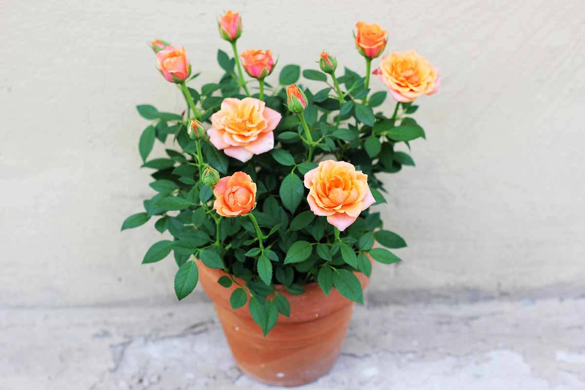 Holdridge Home & Garden