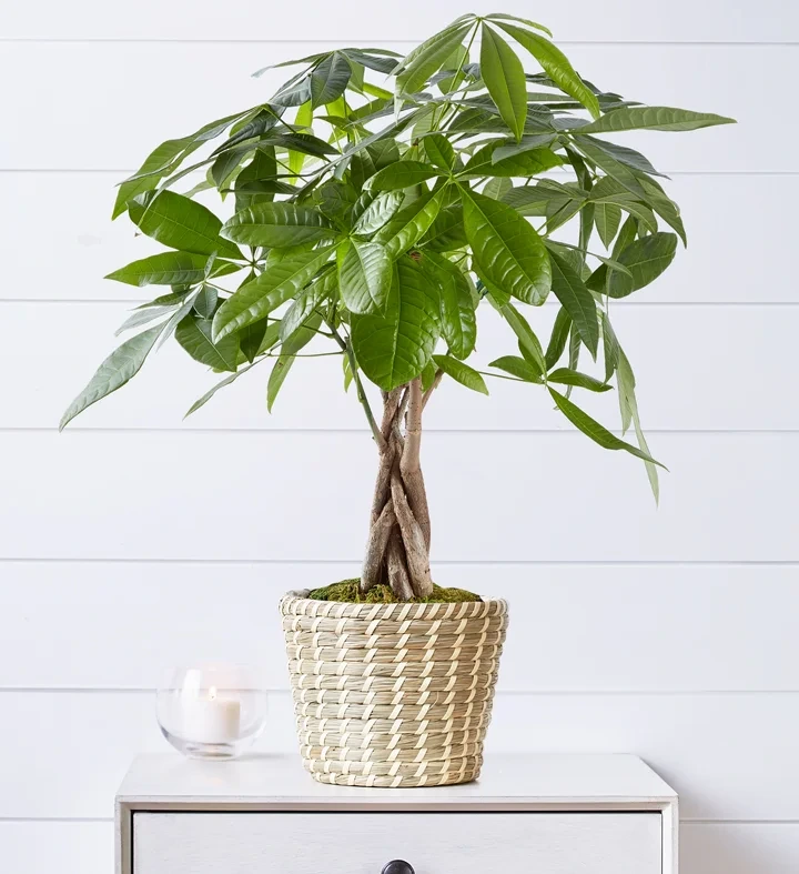 Holdridge Home & Garden