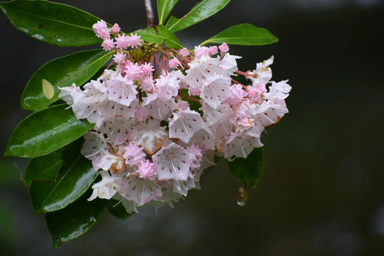 Holdridge Home & Garden