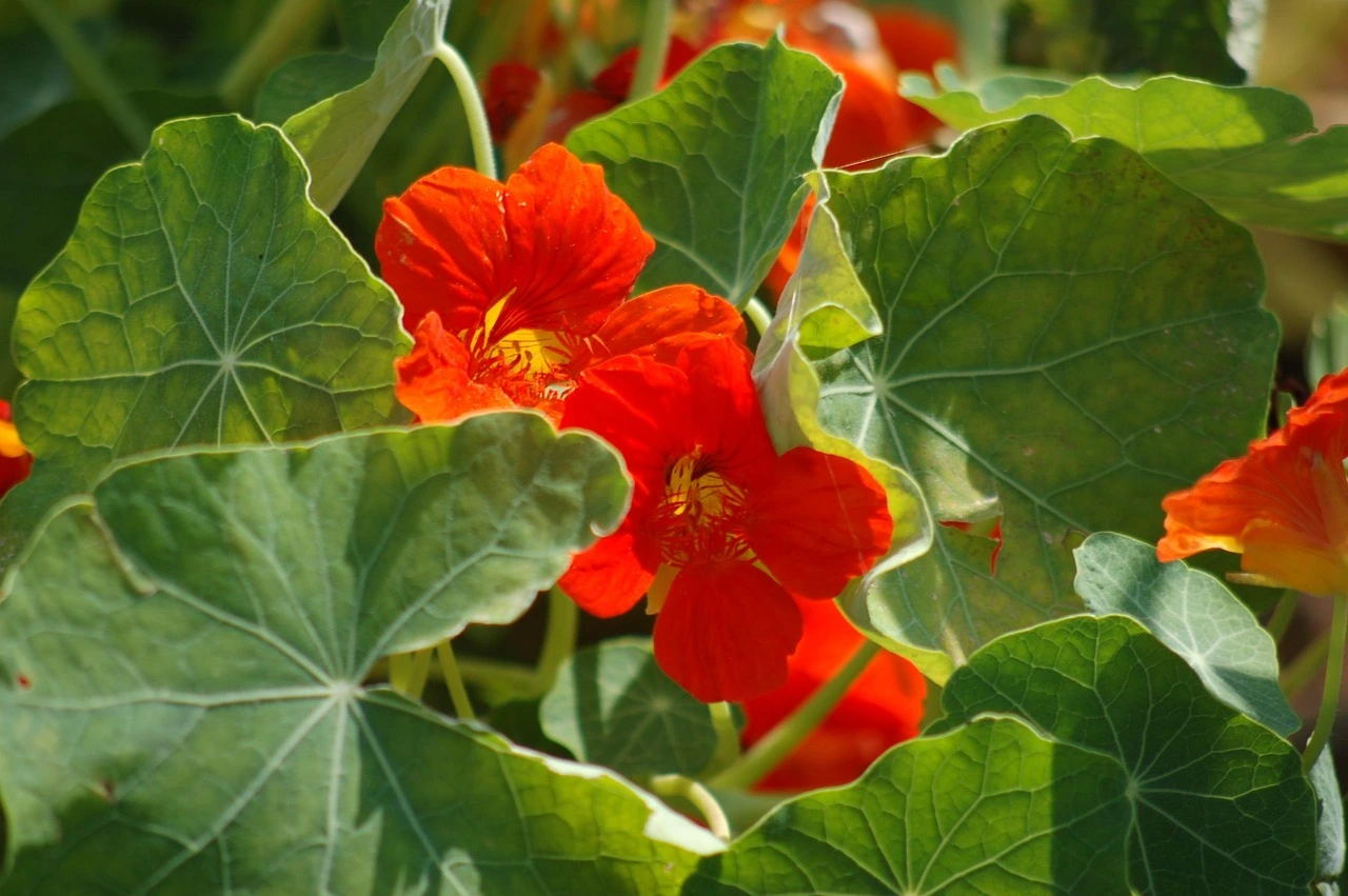 Holdridge Home & Garden