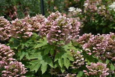 Holdridge Home & Garden