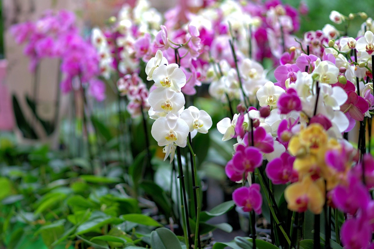 Holdridge Home & Garden