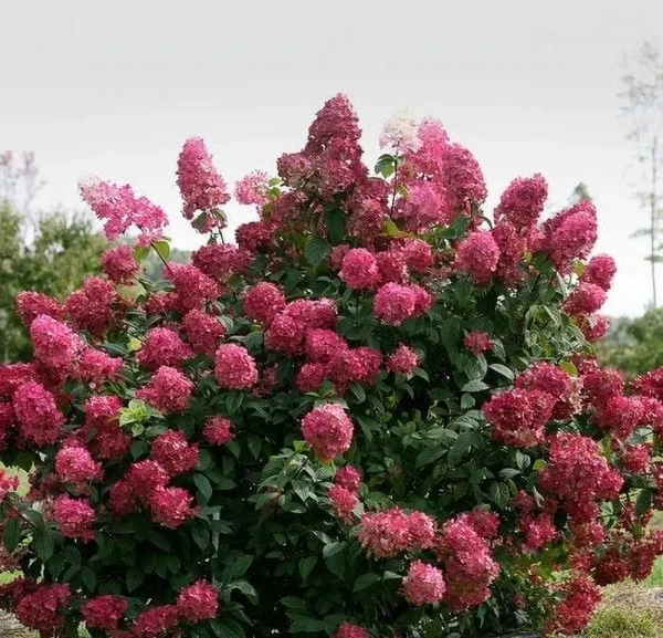 Panicle Hydrangea with large, cone-shaped white flower clusters that gradually turn pink, and lush green foliage, a hardy garden shrub available at Holdridge Gardens.