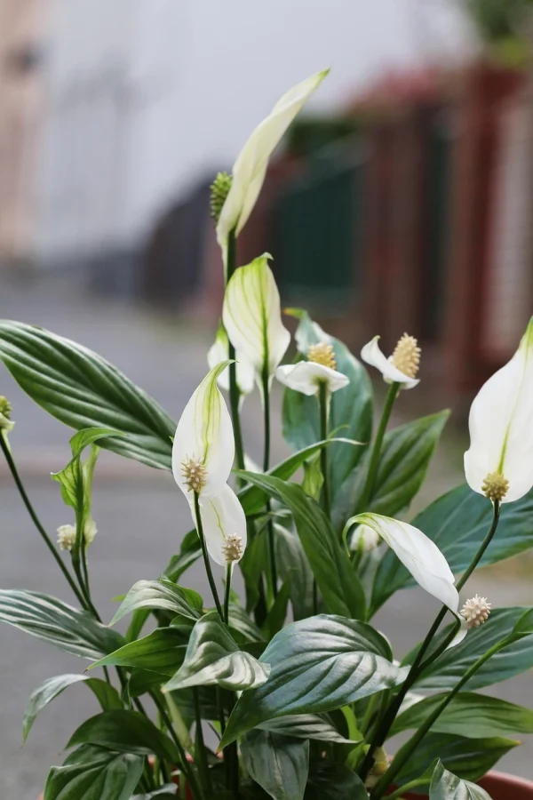Holdridge Home & Garden