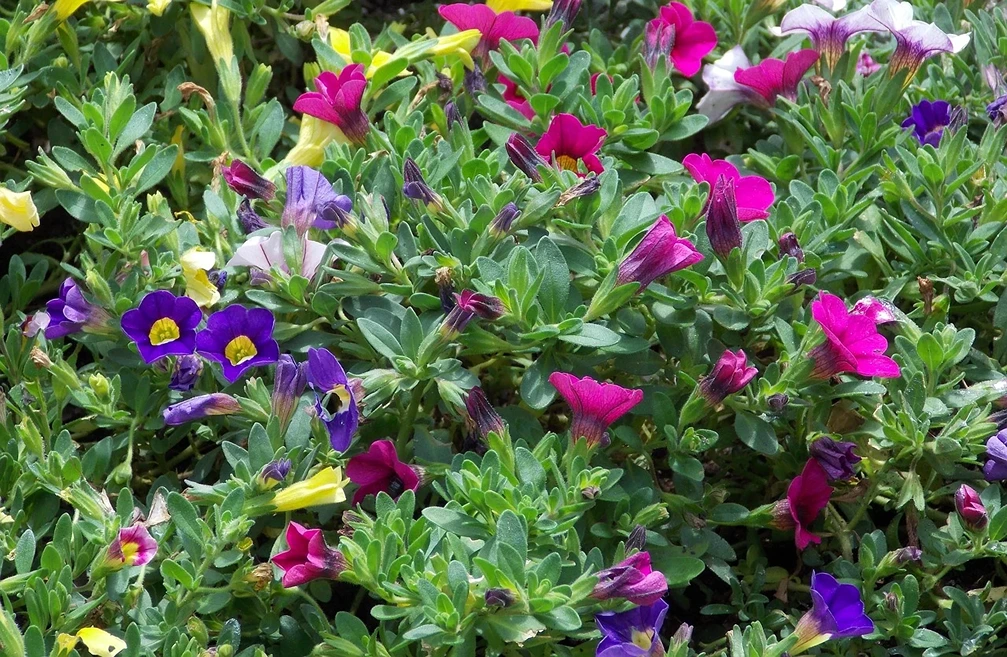 Holdridge Home & Garden