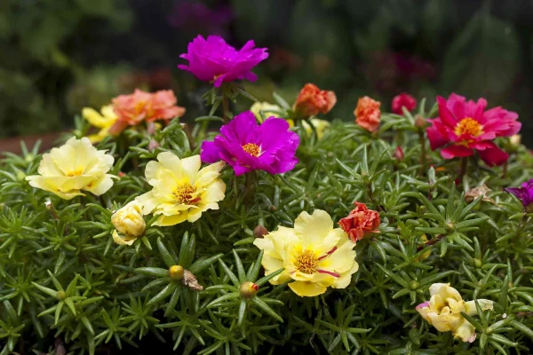 Holdridge Home & Garden