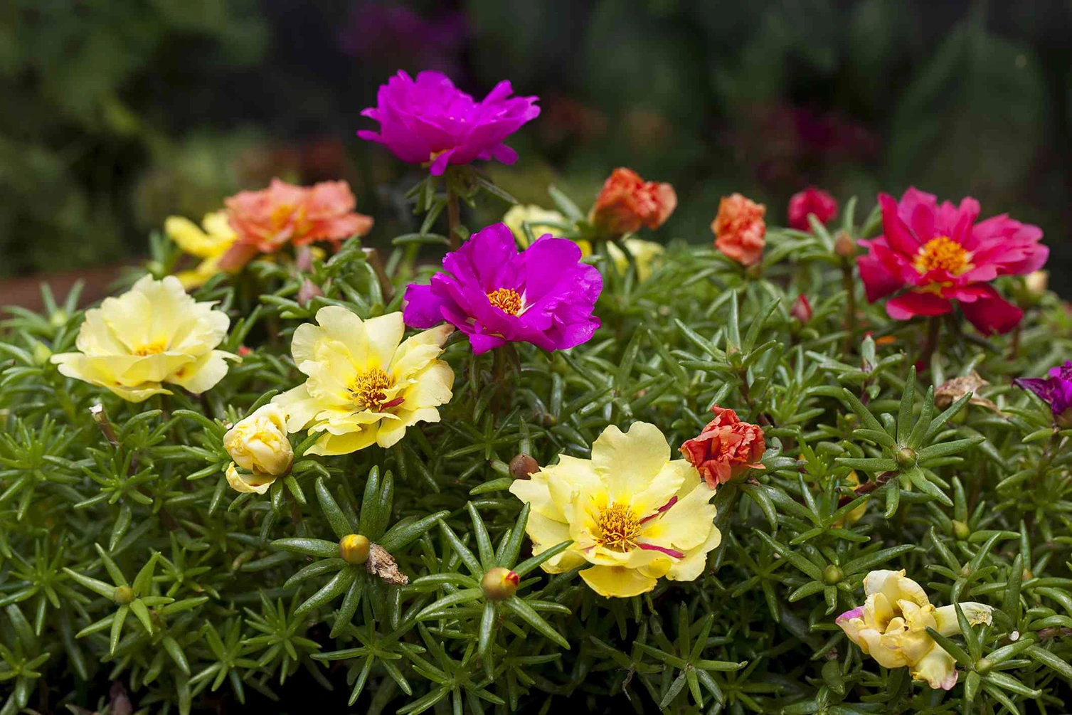 Holdridge Home & Garden