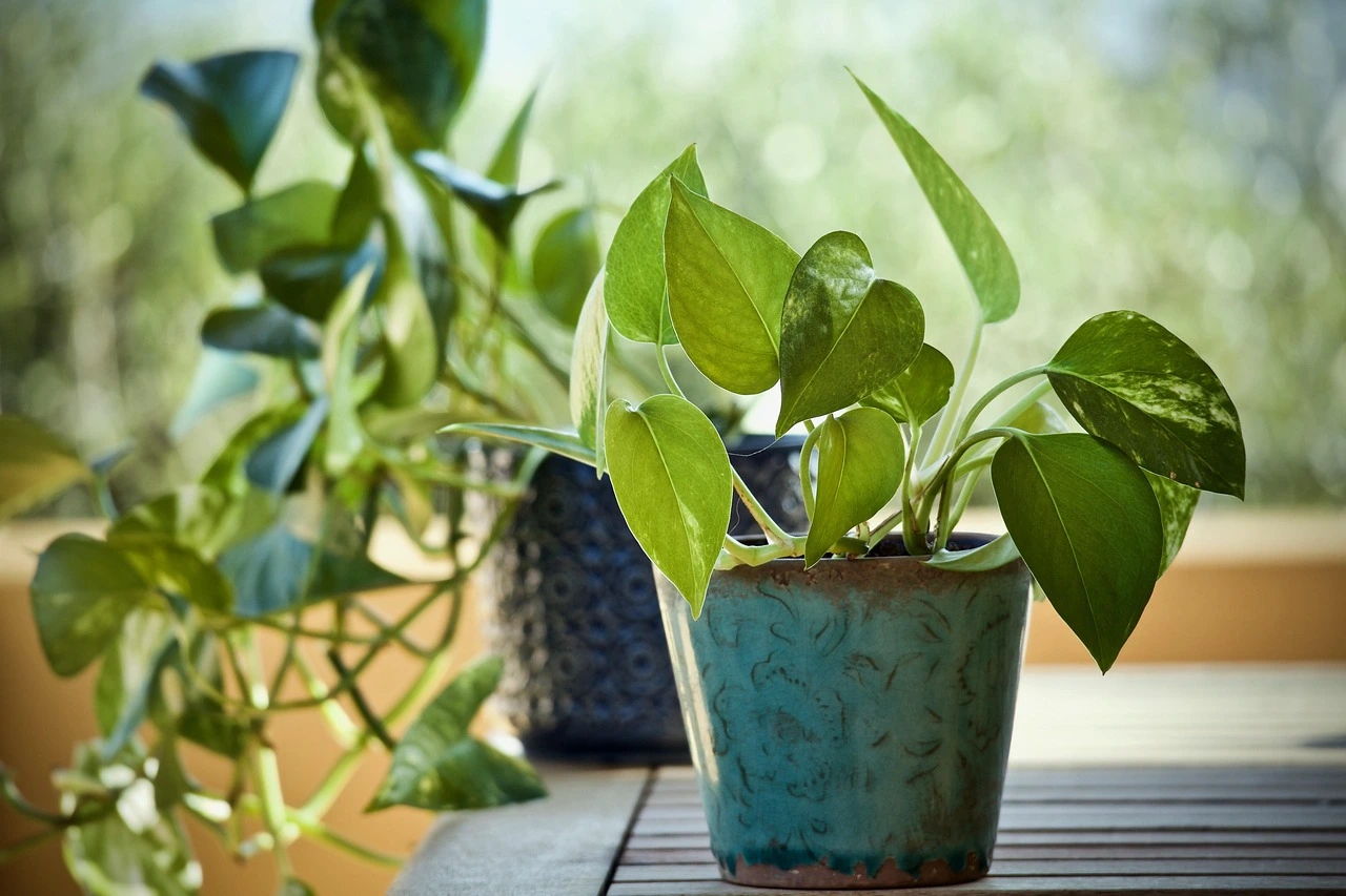 Holdridge Home & Garden
