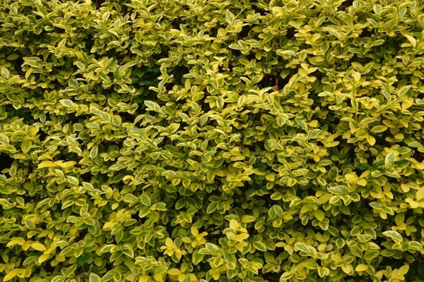 Holdridge Home & Garden