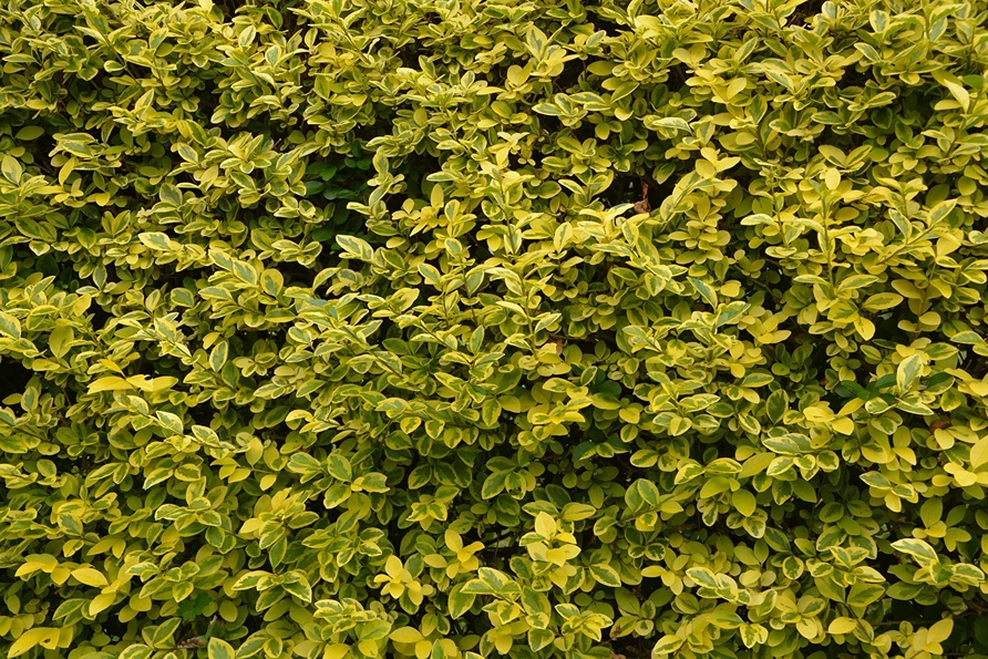 Holdridge Home & Garden
