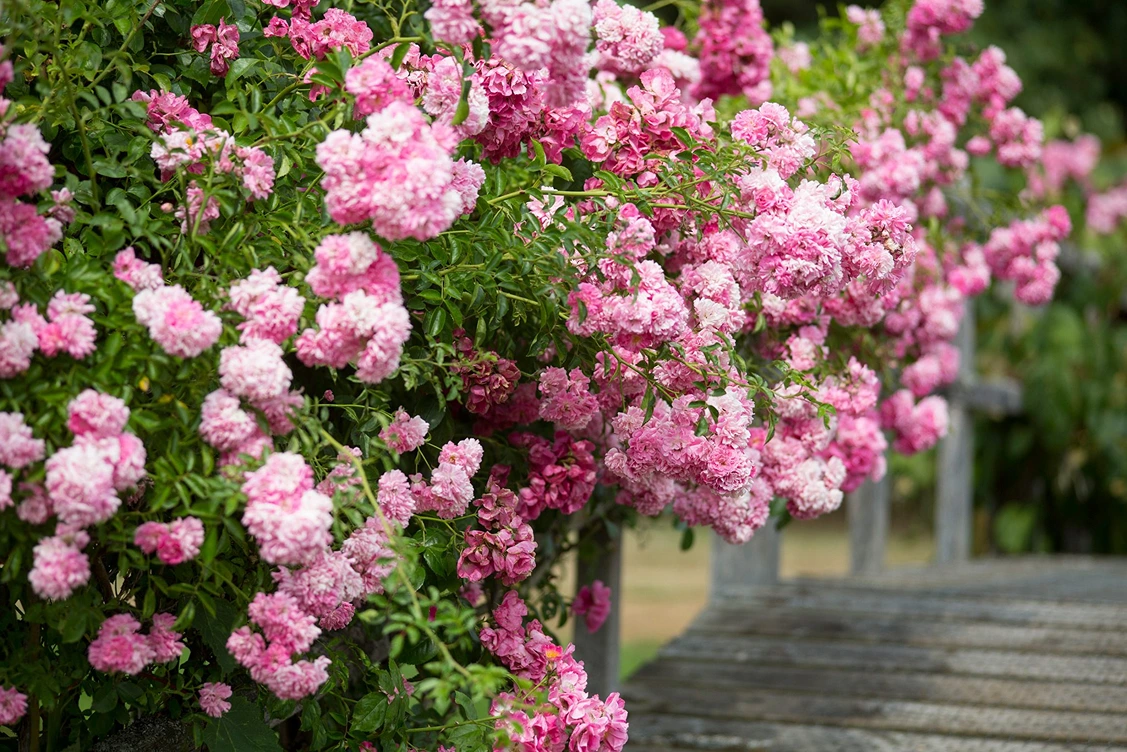 Holdridge Home & Garden