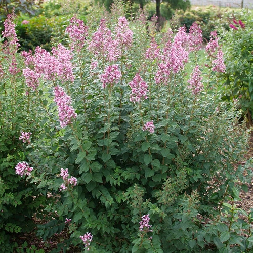 Holdridge Home & Garden