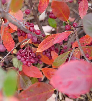Holdridge Home & Garden