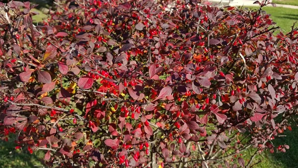 Holdridge Home & Garden