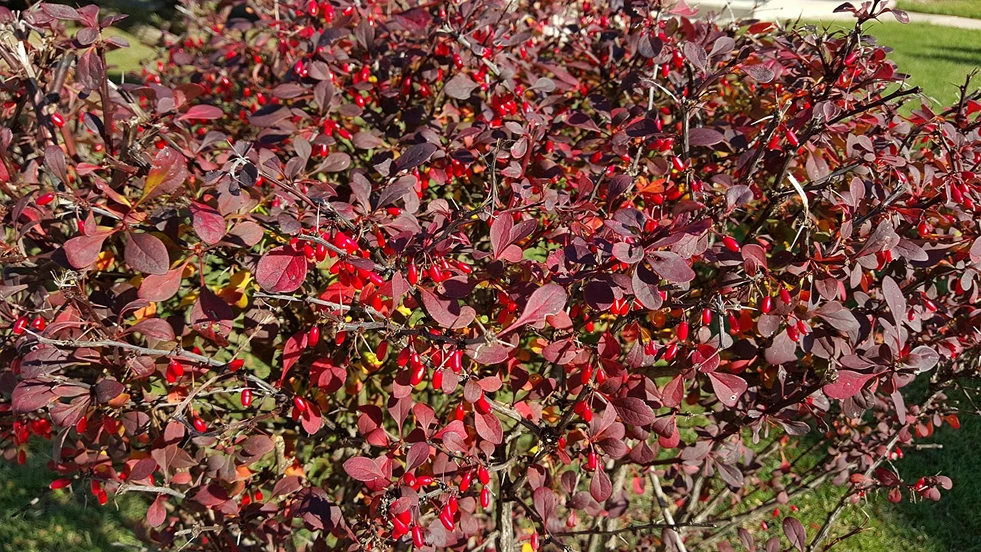 Holdridge Home & Garden