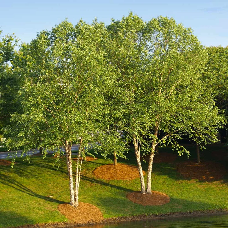 Holdridge Home & Garden
