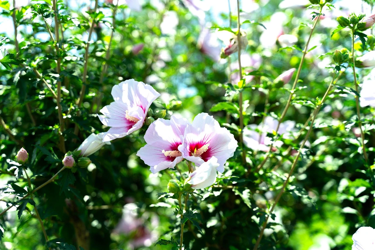 Holdridge Home & Garden