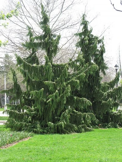 Holdridge Home & Garden