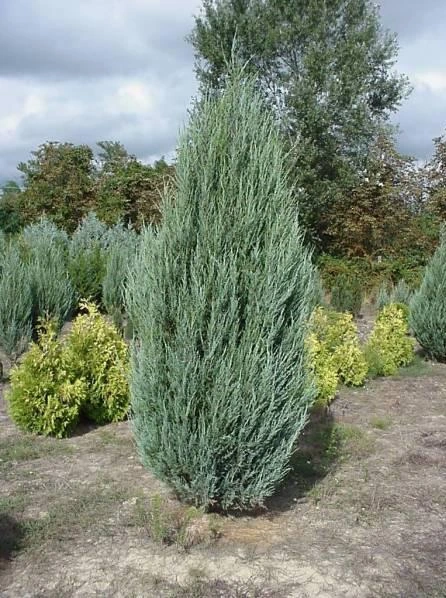 Holdridge Home & Garden