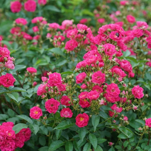 Holdridge Home & Garden
