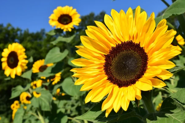 Holdridge Home & Garden