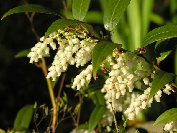 Holdridge Home & Garden