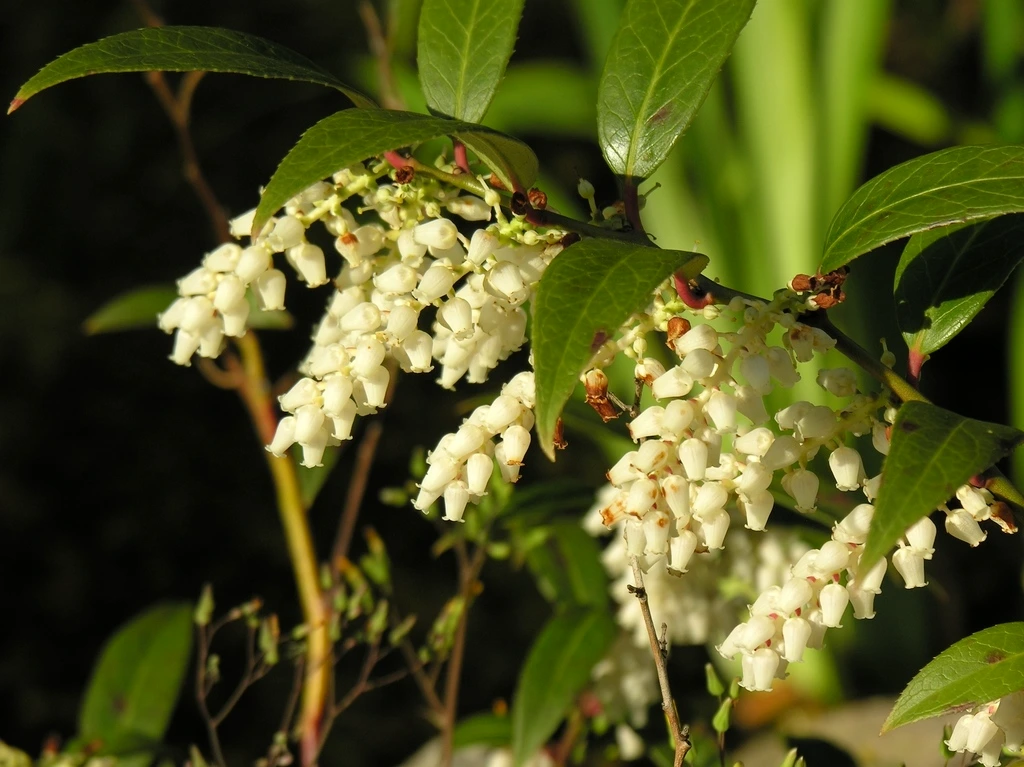 Holdridge Home & Garden