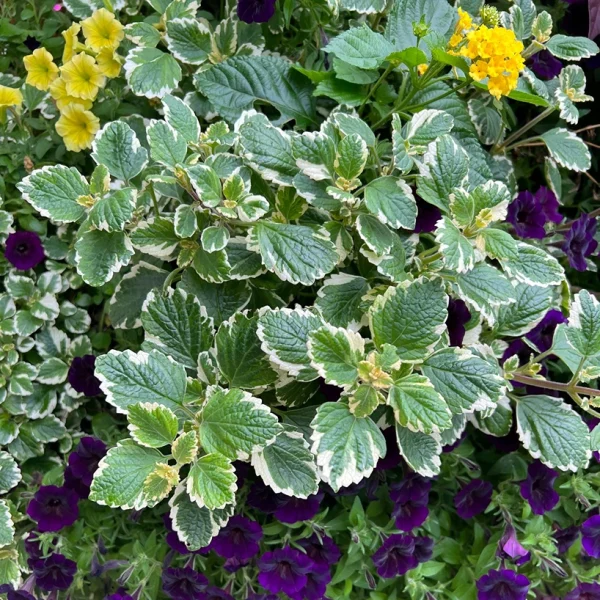 Holdridge Home & Garden