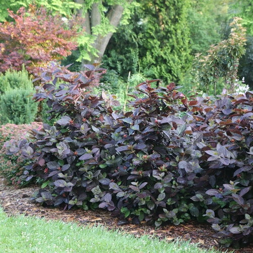 Holdridge Home & Garden