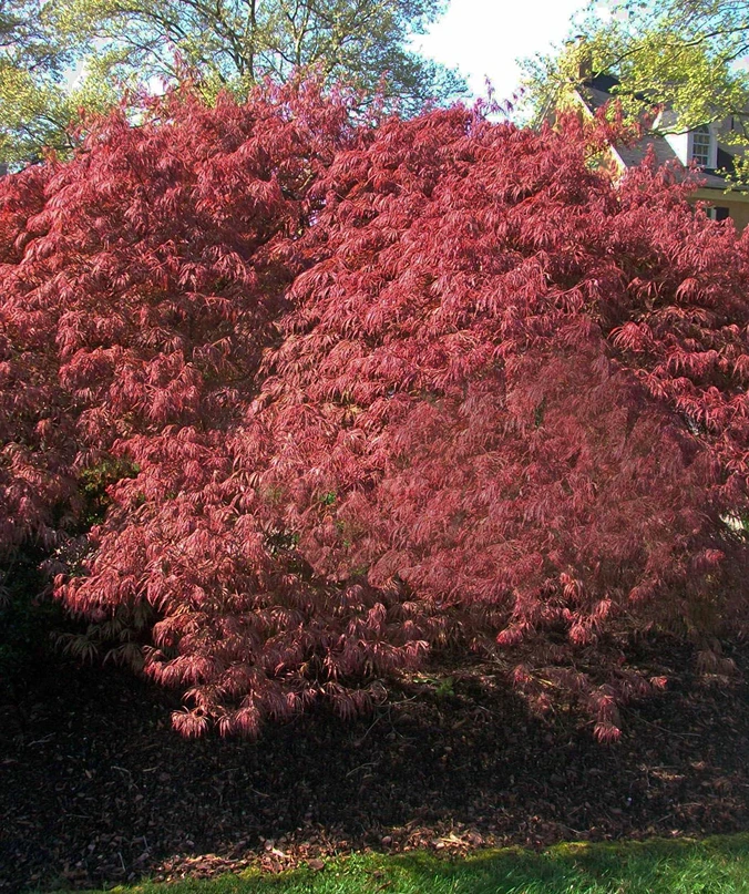 Holdridge Home & Garden