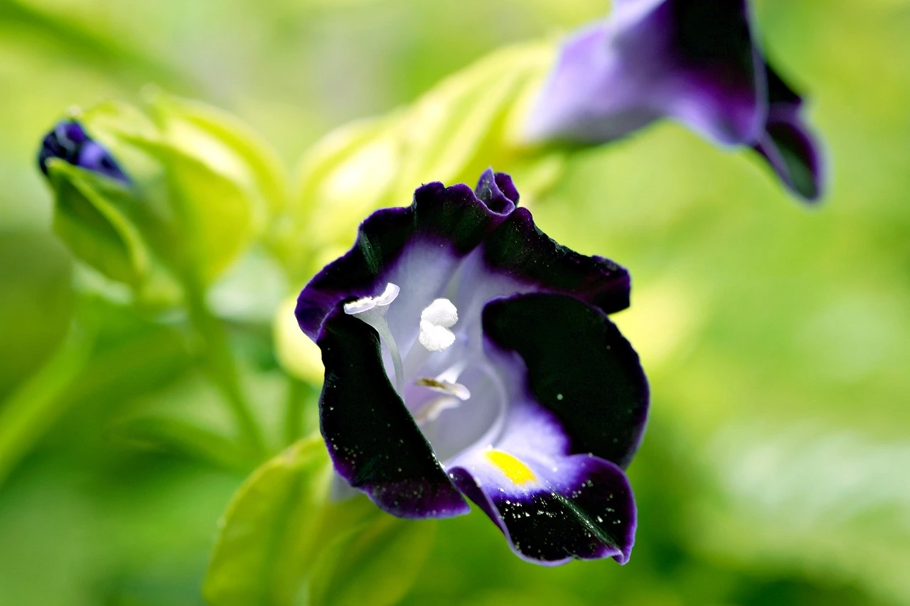 Holdridge Home & Garden