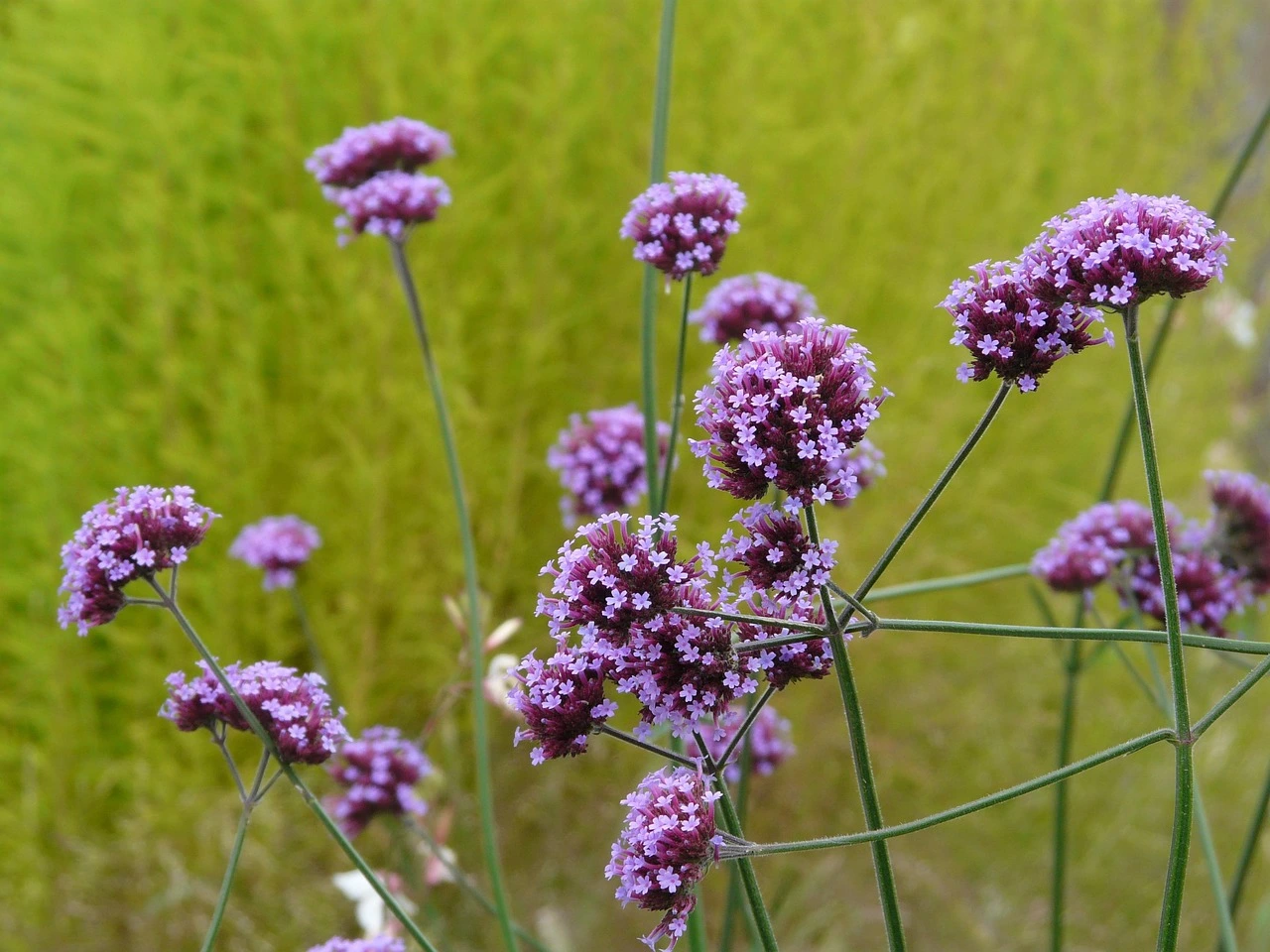 Holdridge Home & Garden