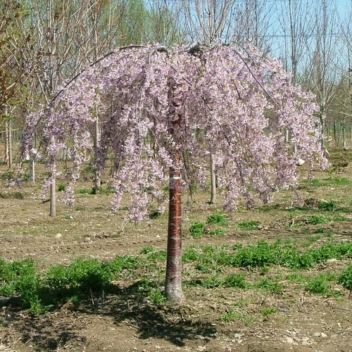 Holdridge Home & Garden